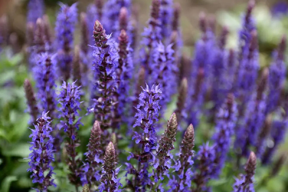 Chocolate Chip Ajuga Plant