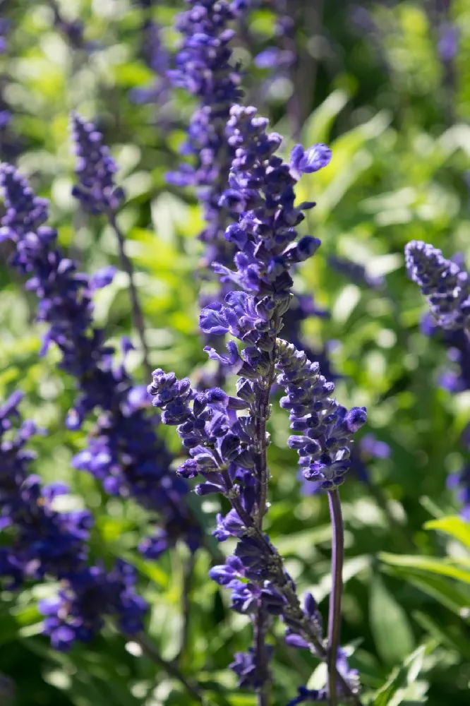 Chocolate Chip Ajuga Plant