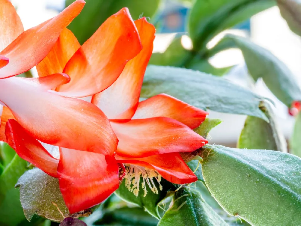 Christmas Cactus - Assorted Colors