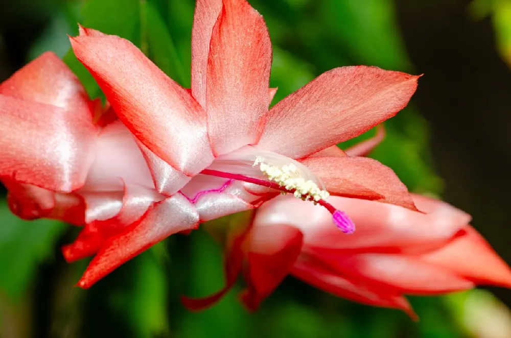 Christmas Cactus - Assorted Colors