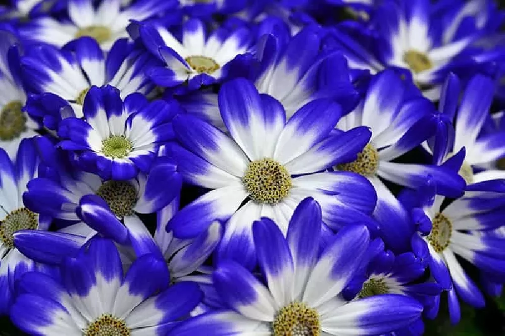 Blue Cineraria