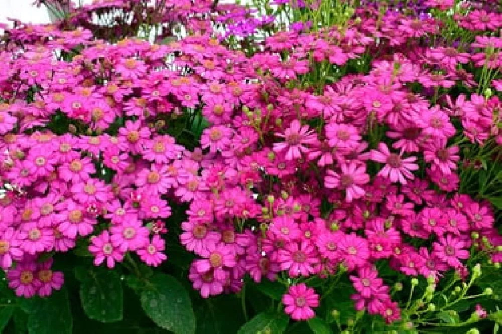 Cineraria blooming