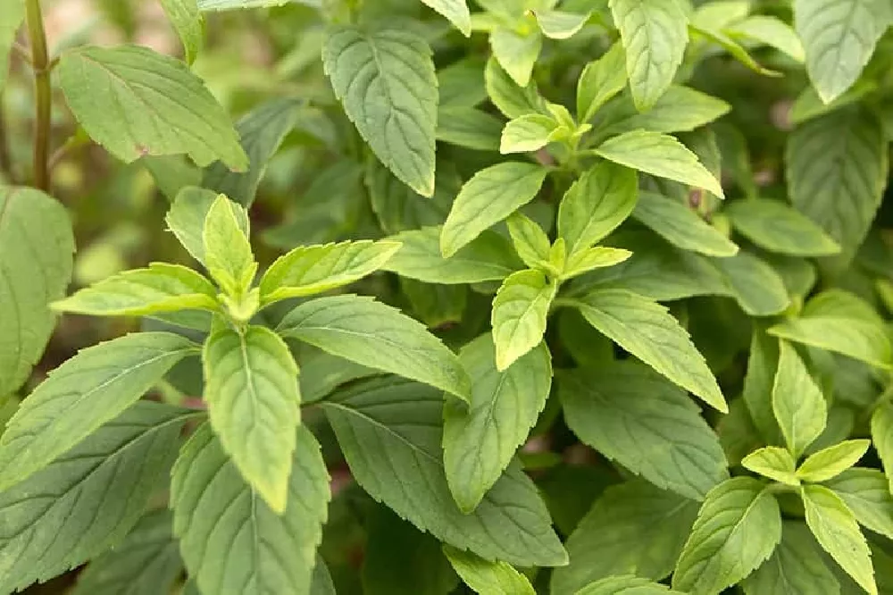 Cinnamon Basil