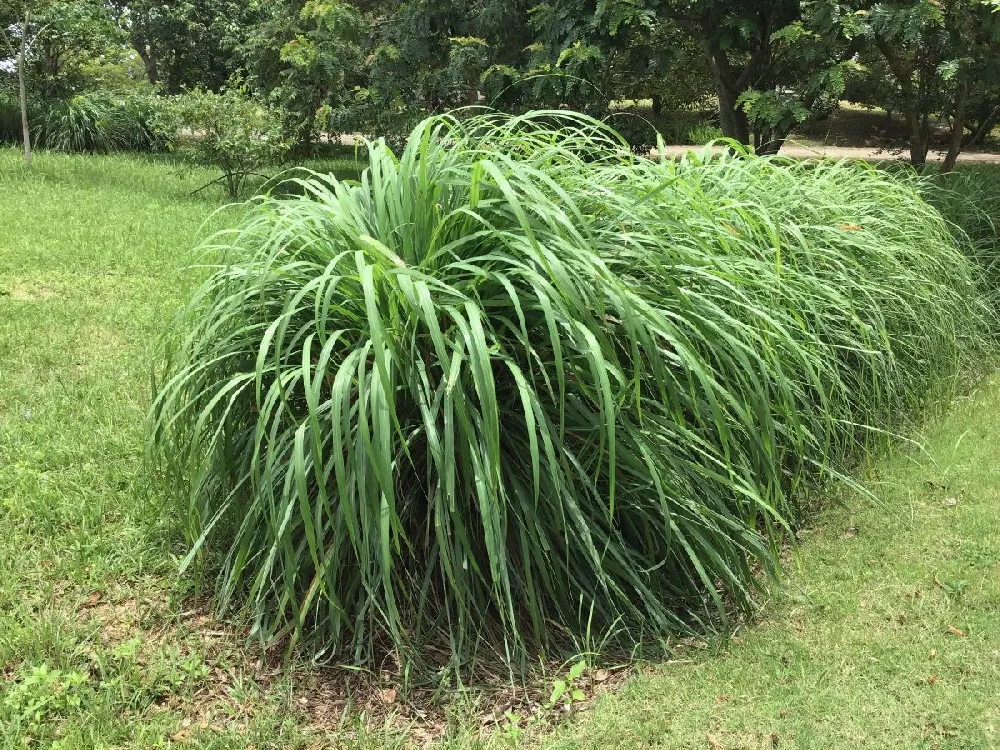 Citronella Grass (Cymbopogon nardus)