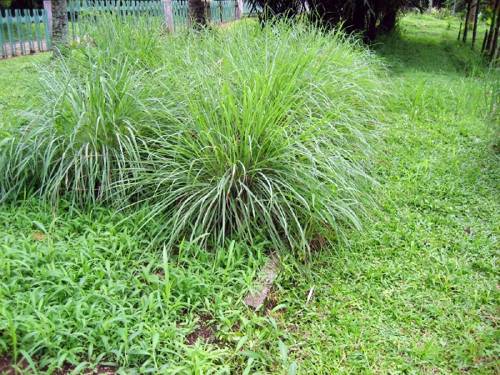 Citronella Grass (Cymbopogon nardus)