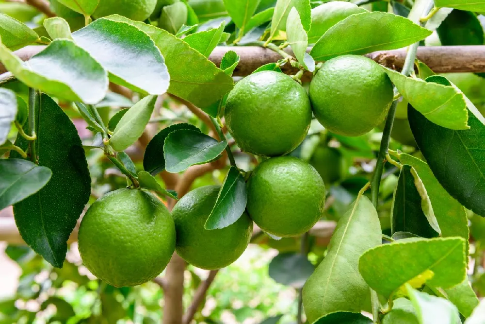 Persian 'Bearss' Lime Tree