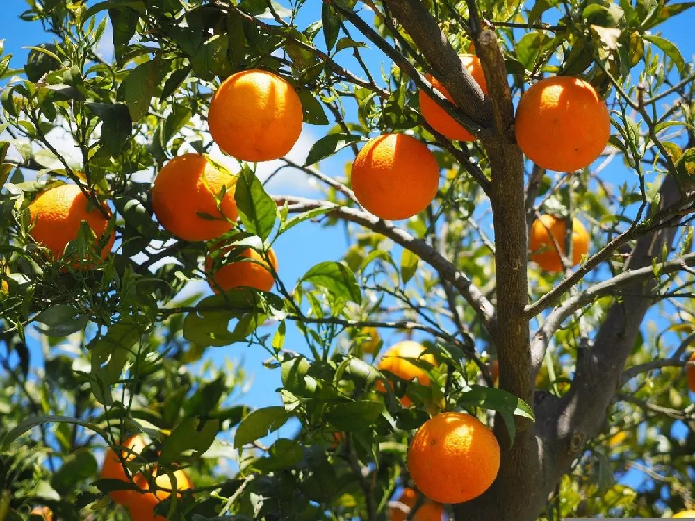 Cara Cara Orange Tree