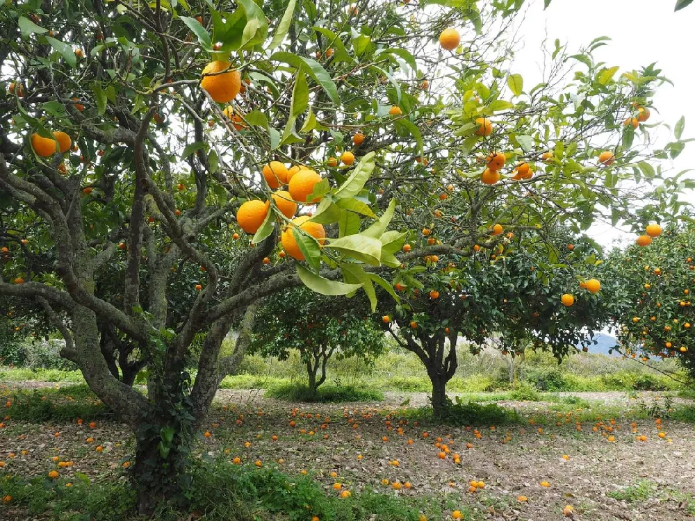 Cara Cara Orange Tree