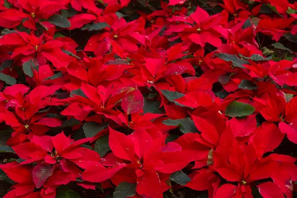 Red Poinsettia 