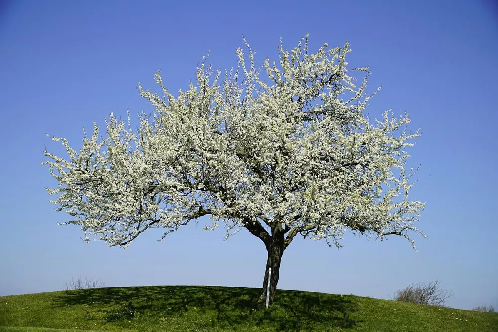 Cleveland Pear Tree