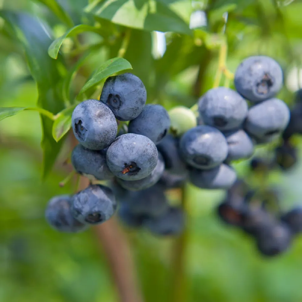Climax Blueberry - USDA Organic