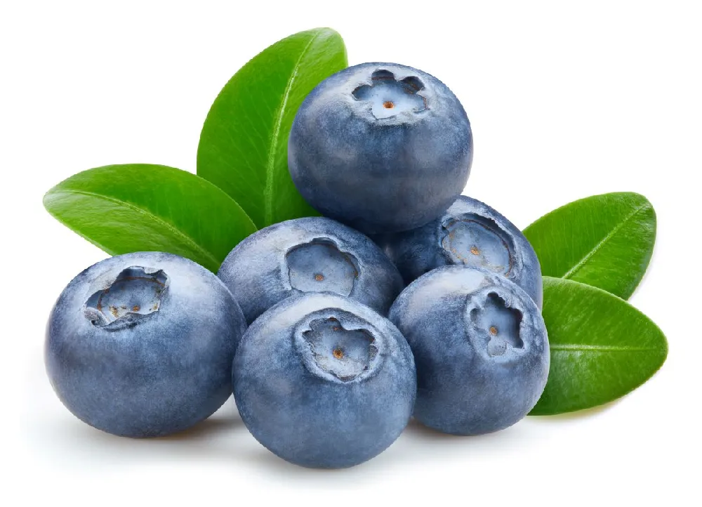 Climax Blueberry - USDA Organic