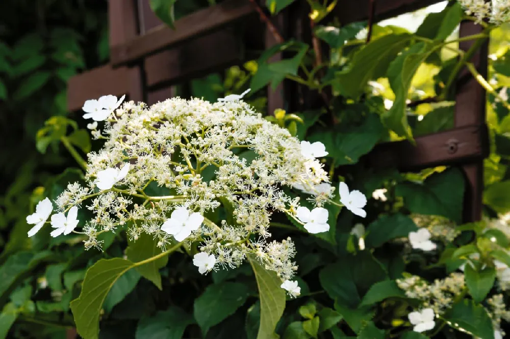 Climbing Hydrangea