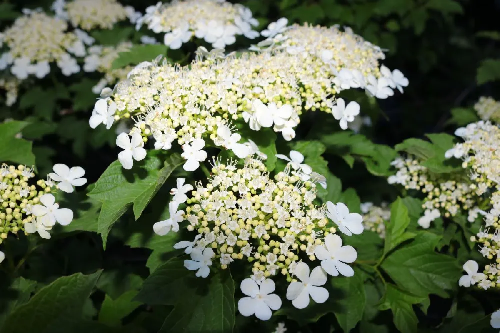 Climbing Hydrangea