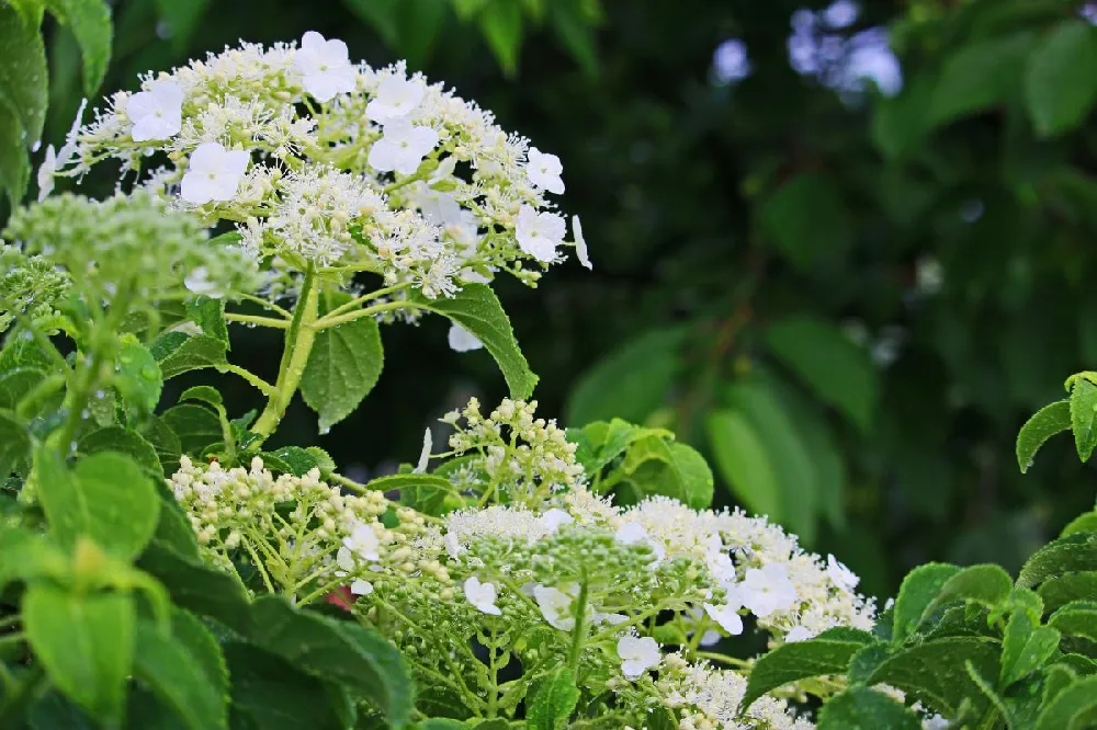 Climbing Hydrangea