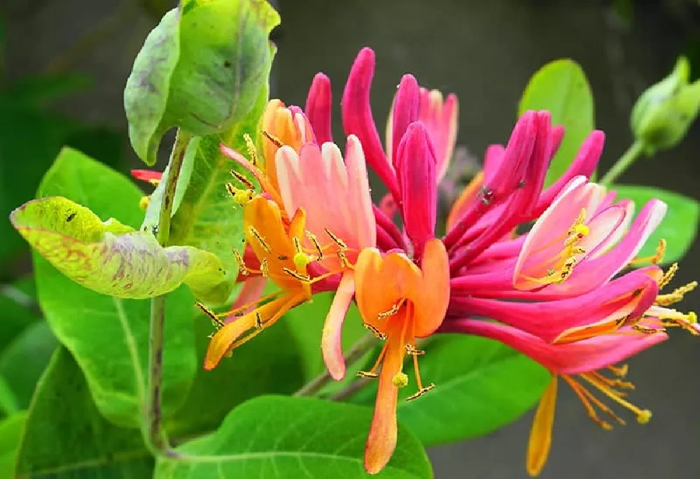 Peaches & Cream Honeysuckle Vine