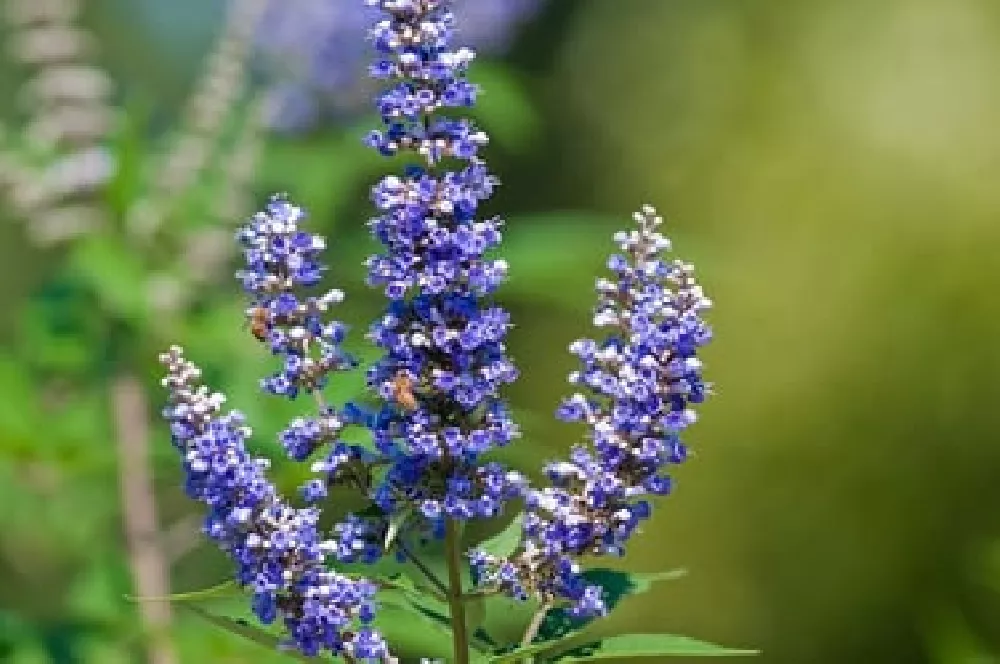 Vitex Chaste Tree