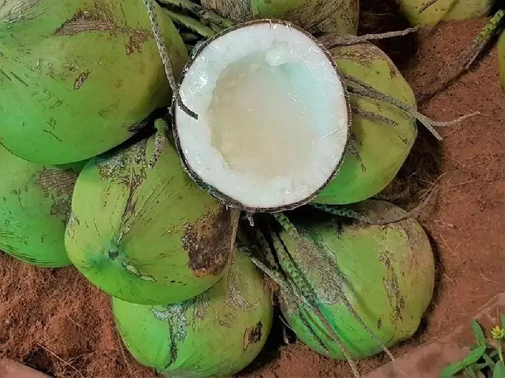 Coconuts