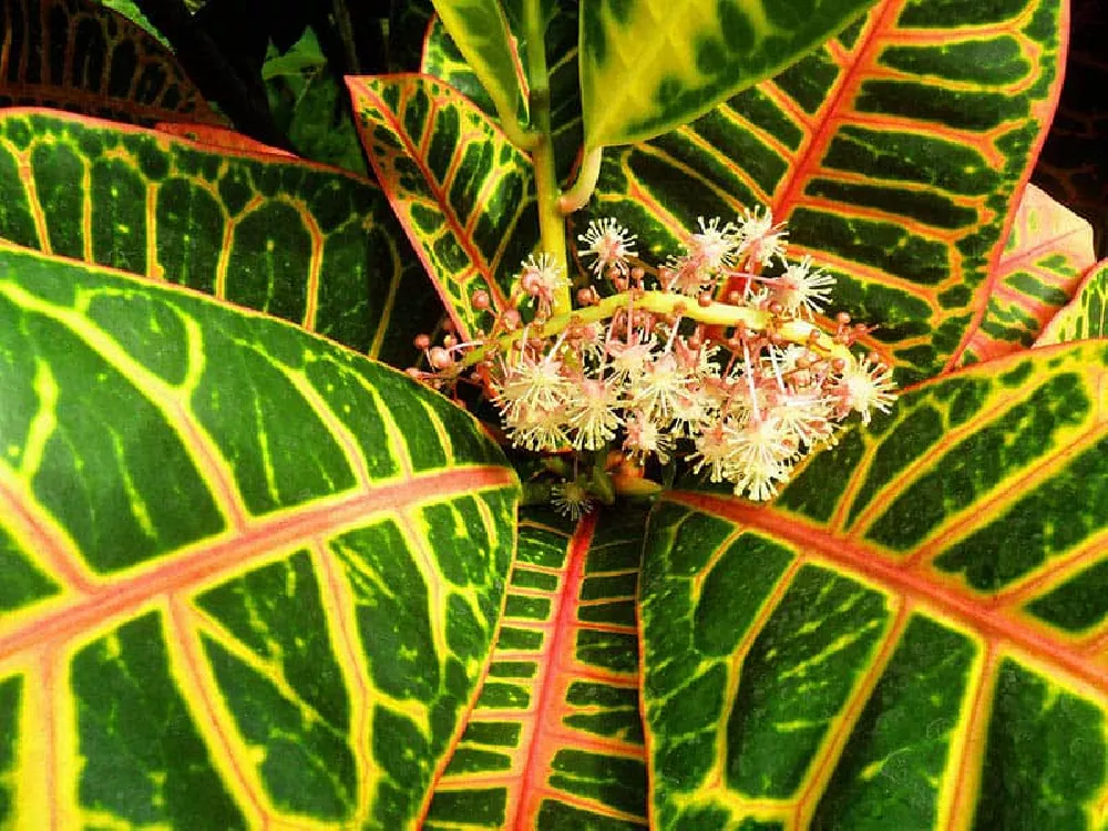Croton 'Petra' Plant close-up
