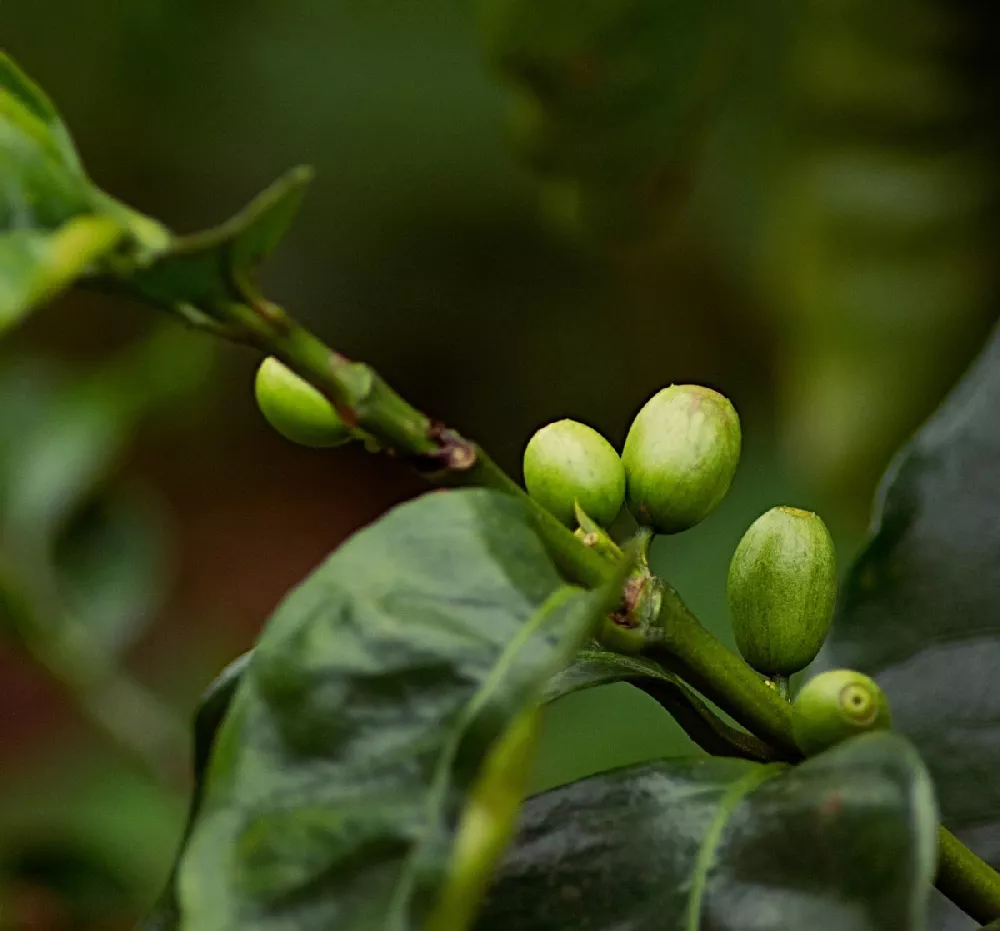 Coffee-Plants-1
