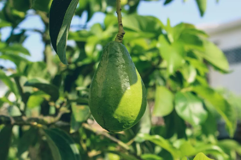 Cold Hardy Avocado Tree