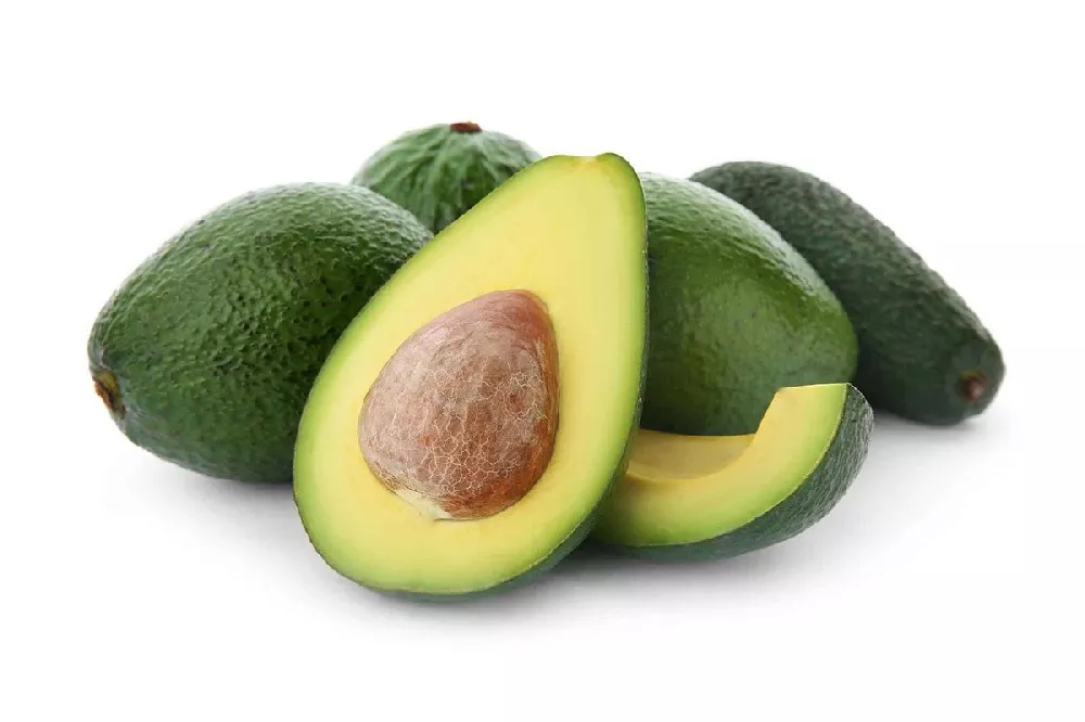 Cold Hardy Avocado