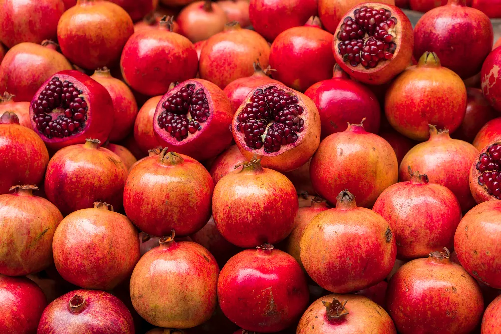 Cold-Hardy Red Pomegranate