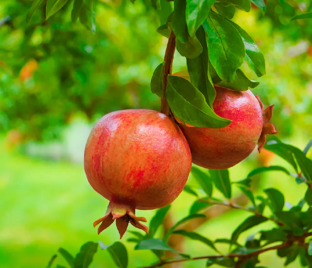 Cold-Hardy Red Pomegranate