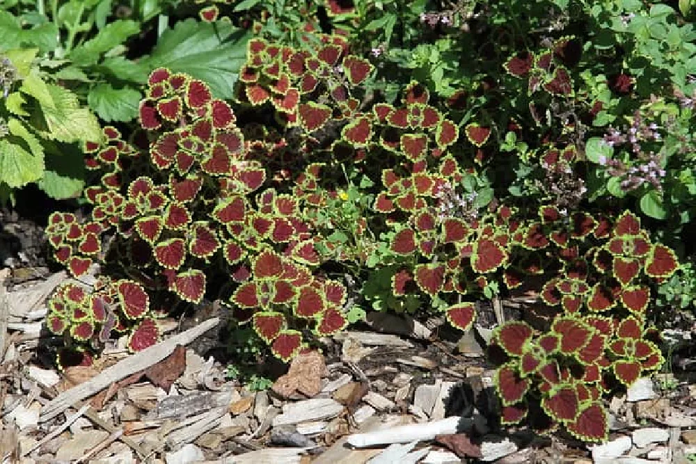 Brown Coleus Plant