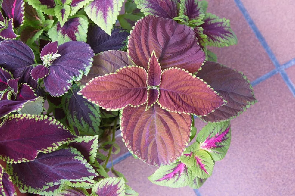 Purple Coleus Plant