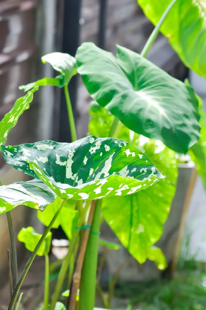 Colocasia 'Hilo Beauty'