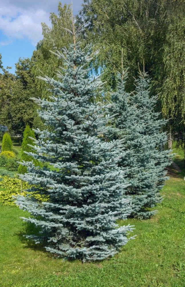 Colorado Blue Spruce Trees