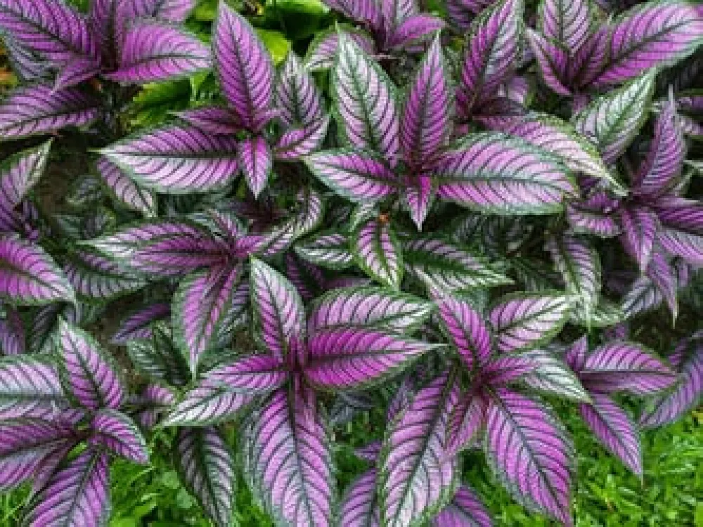 Colorful Persian Shield