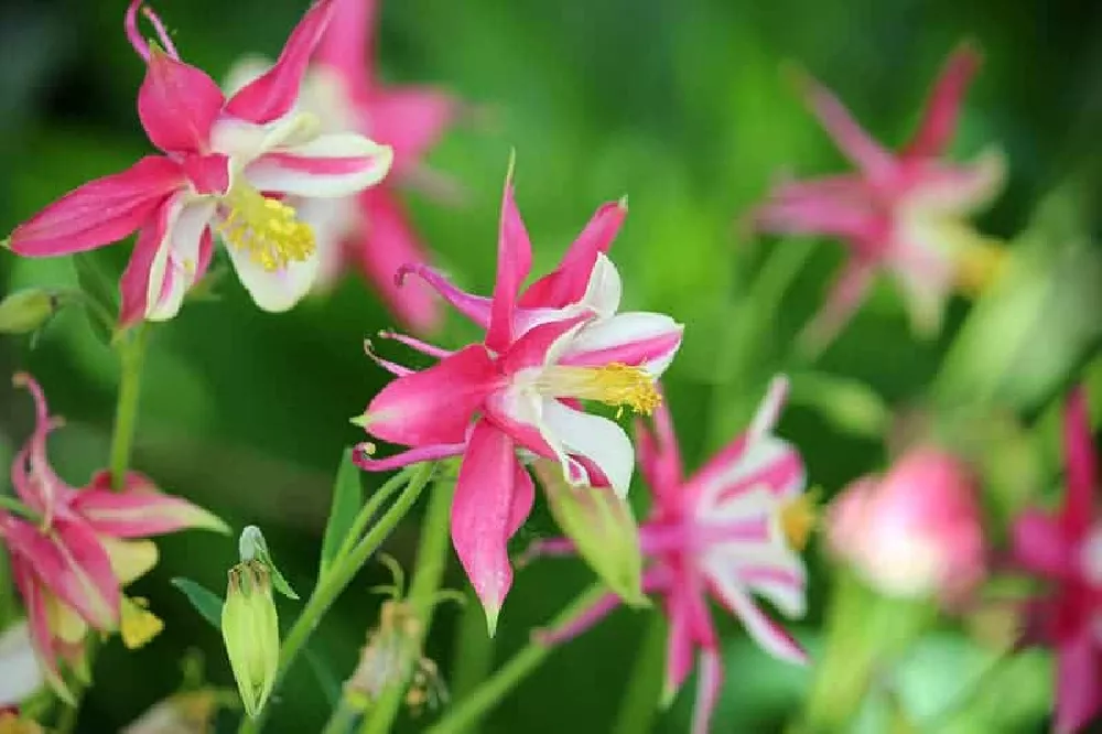 Columbine Flower blooming