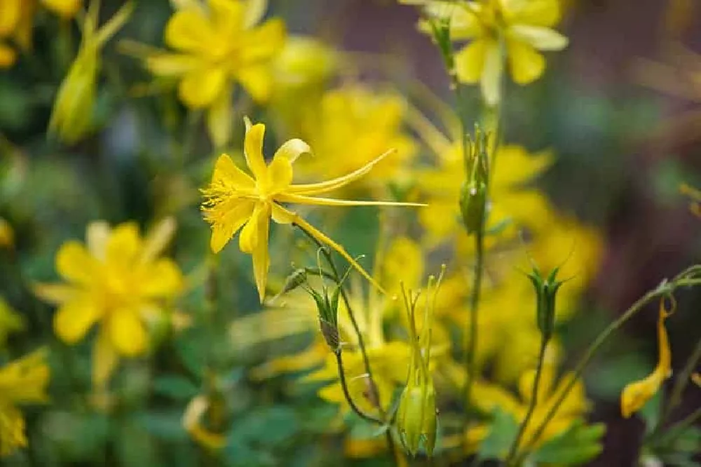 Yellow Columbine Flower