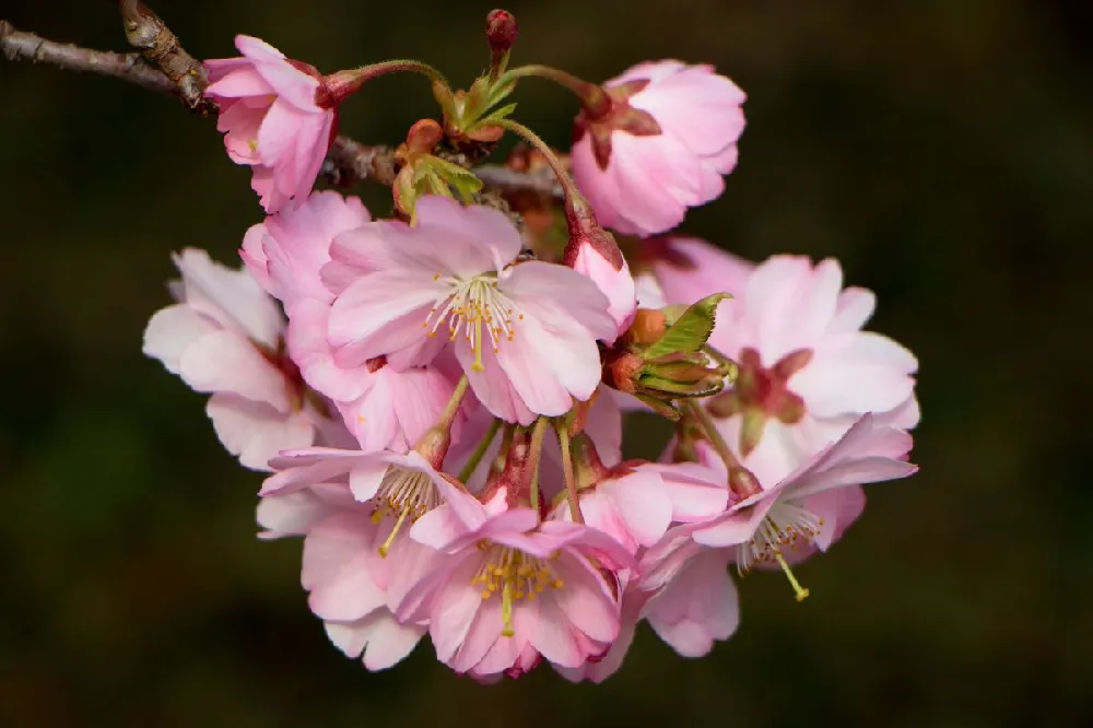 Columnar Sargent Cherry Tree