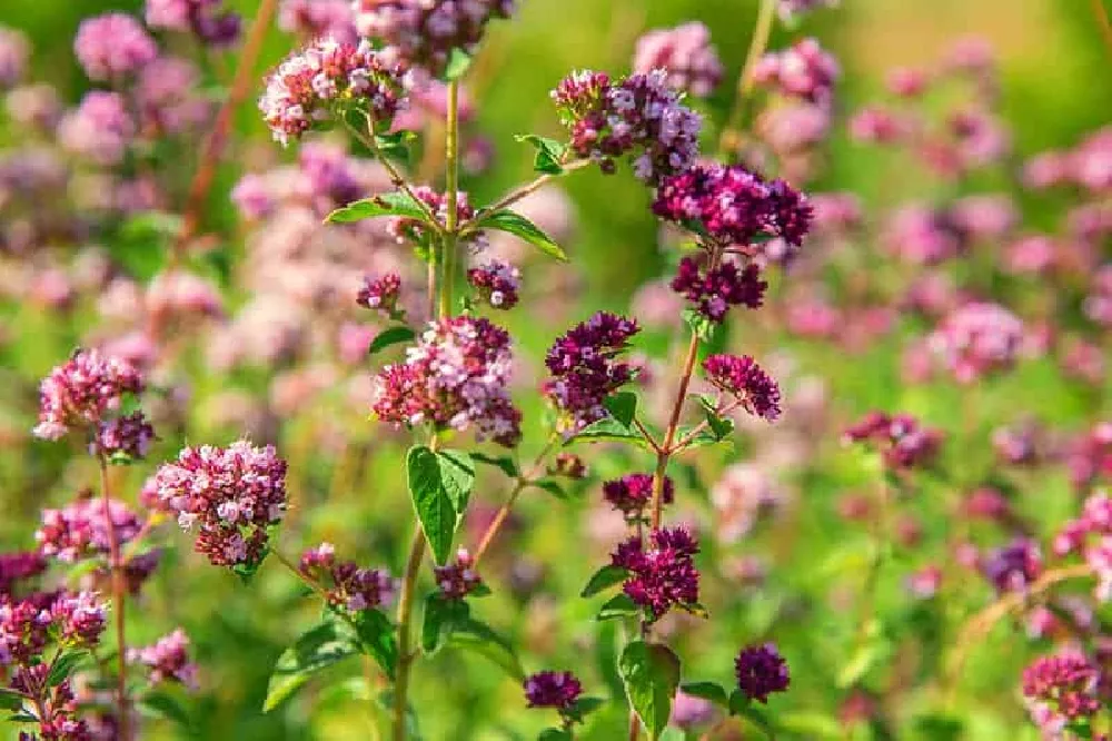 Common Oregano