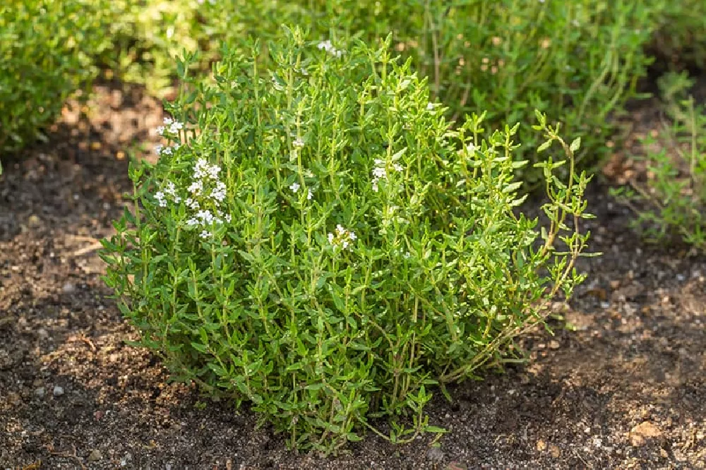 Creeping Thyme plants