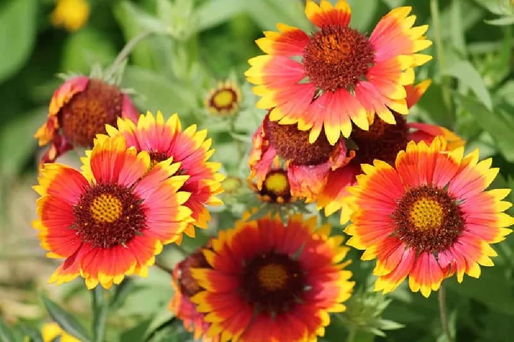 Gaillardia up close