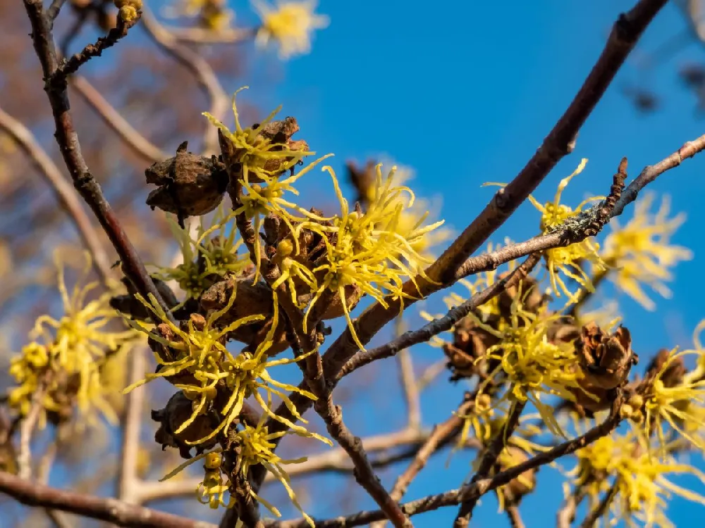 Common Witch Hazel Shrub