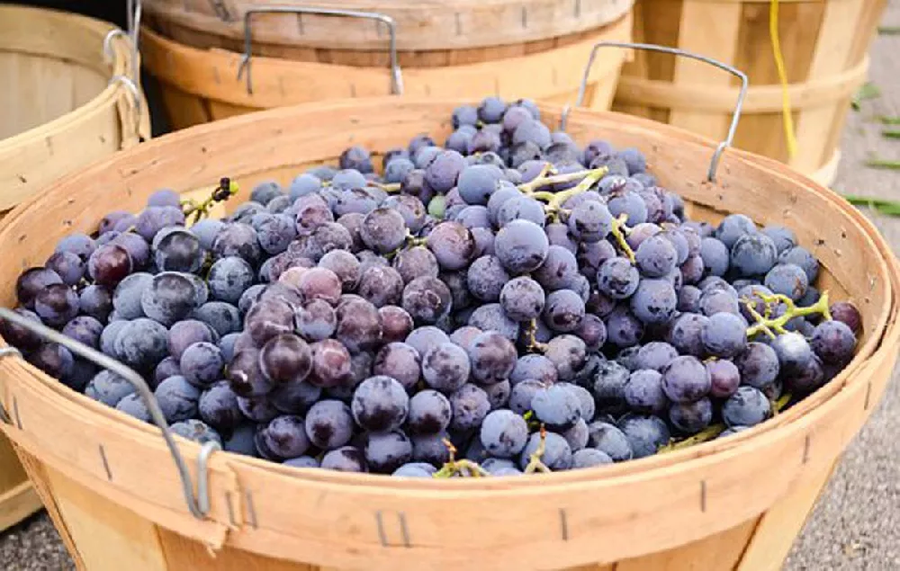 Concord Grapes on basket