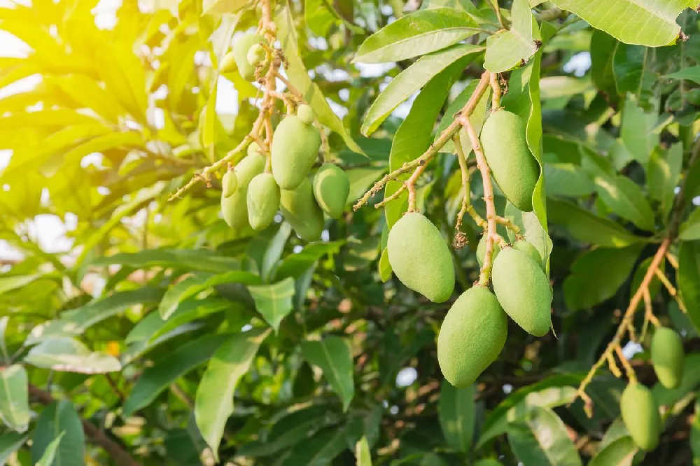 Condo Mango Tree