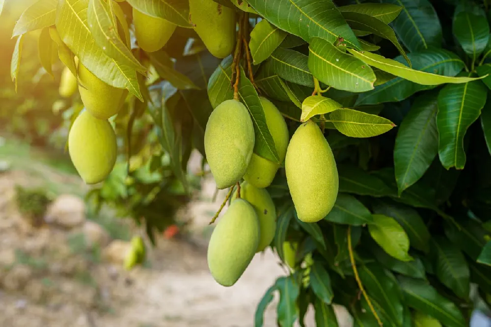 Condo Mango Tree