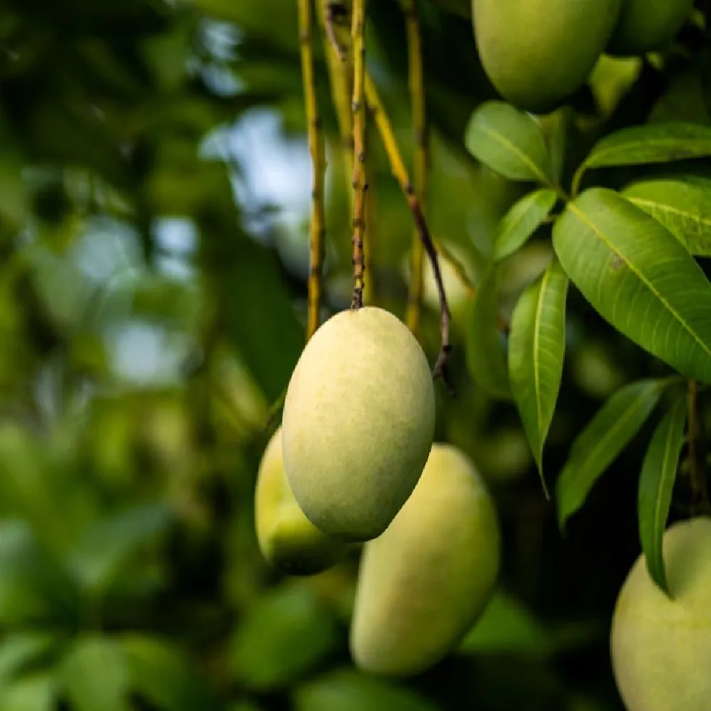Condo Mango Tree