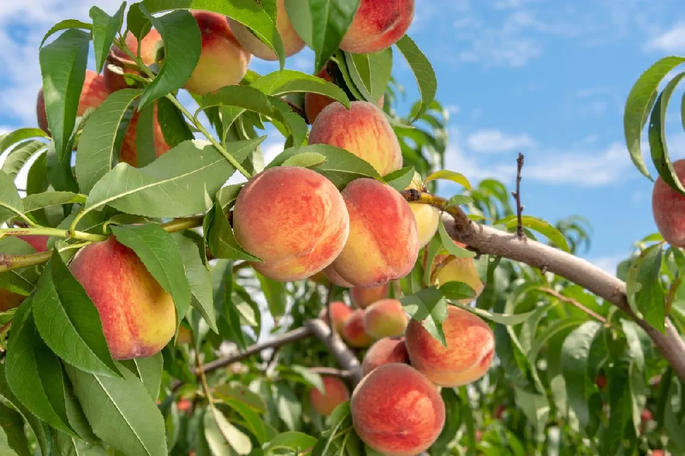 Contender Peach Tree