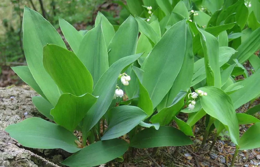 Lily Of The Valley flowering