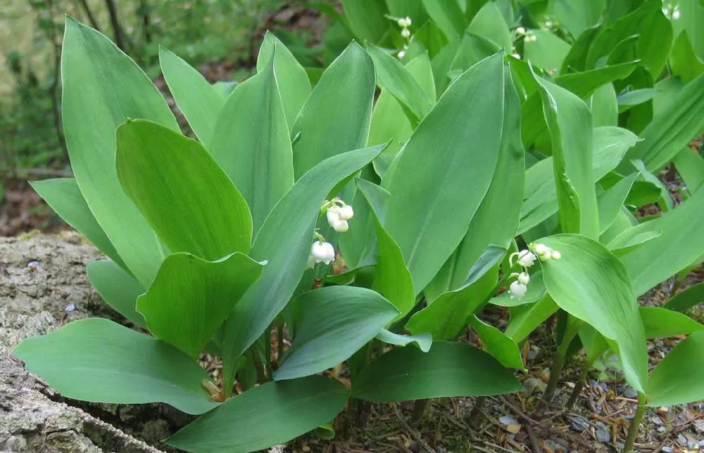 Lily of The Valley for Sale - Buying & Growing Guide 