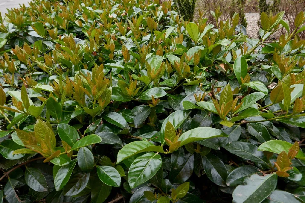 Coppertop™ Sweet Viburnum Shrub