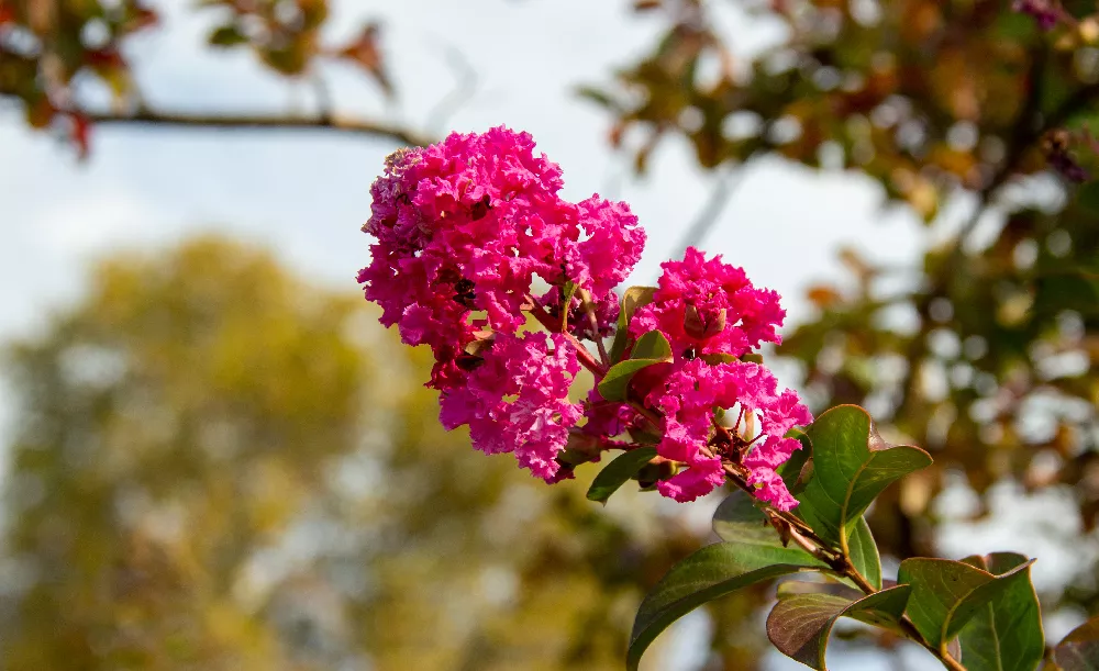 Crape Myrtle Tree