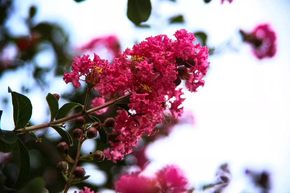 Crape Myrtle Tree